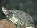 Red Eared Slider Image 001.jpg
