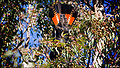 Redtailed.black.03.jpg