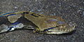 Reticulated Python 01 brighter.jpg