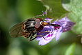 Rhingia.campestris.jpg