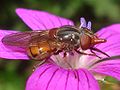 Rhingia campestris 02.JPG