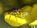 Rhingia campestris on Cytisus scoparius.jpg