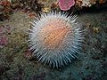 Riccio Melone a Capo Caccia adventurediving.it.jpg