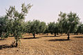 Rocche-di-Cusa-bjs-4.jpg