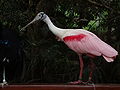 Roseate spoonbill natl aviary.JPG
