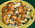 Rozites caperatus 1.jpg