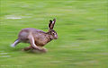 Running hare.jpg