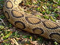 Russell's Viper 03451.JPG