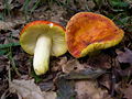 Russula Aurea.JPG