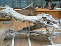 Sarcosuchus imperator skull side.JPG
