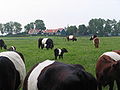 Schokland3.JPG