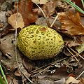 Scleroderma citrinum 2.jpg
