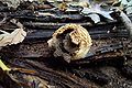 Scleroderma citrinum 3.JPG
