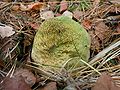 Scleroderma citrinum korseby.jpeg