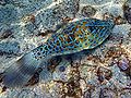 Scribbled filefish2.jpg