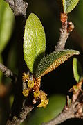 Shepherdia canadensis 5459.JPG