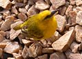 Slender billed weaver.jpg