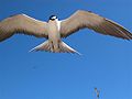 Sooty Tern.JPG