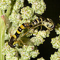 Sphaerophoria.scripta.7001.jpg