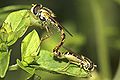 Sphaerophoria scripta.jpg