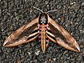 Sphinx Ligustri Hawkmoth.jpg