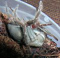 SpiderMoulting2.JPG