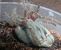 SpiderMoulting3.JPG