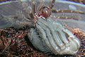 SpiderMoulting4.JPG