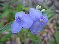 Spiderwort Blue Flower 1.JPG