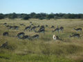Springboecke in Namibia.jpg
