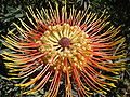Starr 071024-0306 Leucospermum sp..jpg