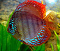 Symphysodon discus 02.jpg