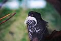 Tamarin IMG 3202.JPG