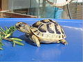 Testudo marginata3.jpg
