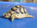Testudo marginata4.jpg