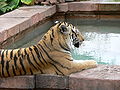 Tiger4.jpg