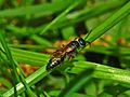 Tiphiidae - Tiphia femorata..jpg