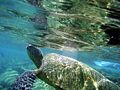Turtle is getting for air.jpg