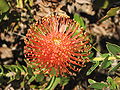 Ucscprotea1.JPG