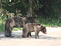 Ursus arctosTransilvania1.JPG