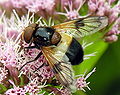 Volucella pellucens, 2006-07-22.JPG