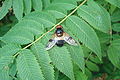 Volucella pellucens 01.JPG