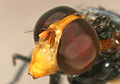 Volucella pellucens head complete Richard Bartz.jpg