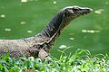 WaterMonitor Penang.jpg