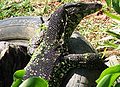 Water Monitor.jpg