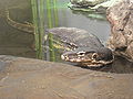 Water monitor P9240105.JPG