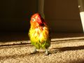 Wet Lovebird.JPG