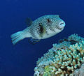Whitespotted puffer.JPG