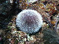 Withe seaurchin.JPG