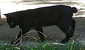 Мэнская кошка.